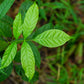 5 TRUE MAHOGANY TREE Honduran Big Leaf Sky Fruit Swietenia Macrophylla Seeds