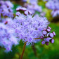 100 PURPLE MISTFLOWER (Hardy or Wild Ageratum) Eupatorium Coelestinum Blue Flower Seeds