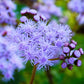 50 Mixed Colors JOE PYE WEED Eupatorium Maculatum Flower Seeds