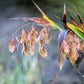 100 NORTHERN SEA OATS Grass Inland Chasmanthium Seeds
