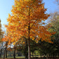 15 TULIP POPLAR TREE Yellow Flower Liriodendron Tulipifera Whitewood Seeds