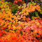 25 SUGAR MAPLE Syrup TREE Native Rock Fall Color Acer Saccharum Seeds