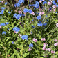 500 Blue Chinese FORGET ME NOT (Hounds Tongue) Cynoglossum Amabile Flower Seeds