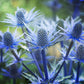 25 BLUE Star SEA HOLLY Eryngium Alpinum Flower Seeds