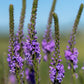 500 Purple HOARY VERVAIN Verbena Stricta Flower Seeds