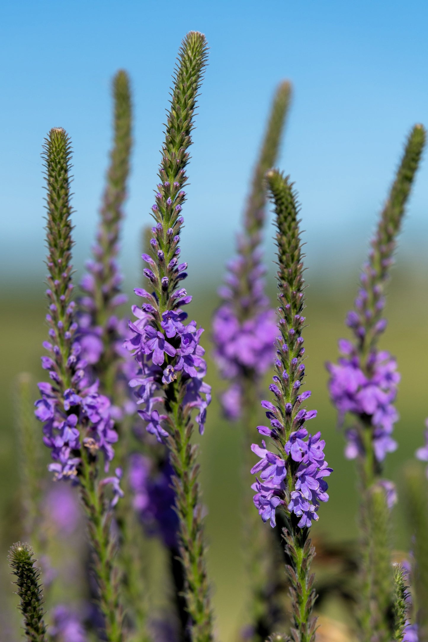 500 Purple HOARY VERVAIN Verbena Stricta Flower Seeds