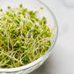 1000 Organic DE CICCO BROCCOLI Di Cicco Brassica Oleracea Capitata Vegetable Seeds