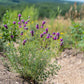 700 PURPLE PRAIRIE CLOVER Dalea Purpurea Flower Seeds