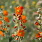 20 Apricot DESERT GLOBEMALLOW Mallow Sphaeralcea Ambigua Flower Seeds
