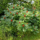 75 SMOOTH SUMAC TREE Red Berries Rhus Glabra Borealis Seeds