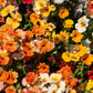 50 CARNIVAL MIX NEMESIA Strumosa Mixed Colors Flower Seeds
