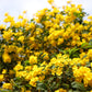 10 TECOMA STANS (Yellow Trumpetbush / Yellow Bells / Yellow Elder / Esperanza) Flower Shrub Bush Seeds