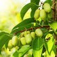 20 Variegated ARCTIC BEAUTY KIWI Fruit Edible Actinidia Kolomikta Vine Seeds