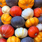 20 MINI MIX PUMPKIN Miniature Cucurbita Pepo White Green Orange Striped Vegetable Seeds