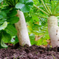 500 JAPANESE MINOWASE RADISH Huge Daikon White Raphanus Sativus Vegetable Seeds