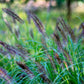 10 Dwarf BLACK FOUNTAIN GRASS Pennisetum Alopecuroides Viridescens Hardy Ornamental Seeds