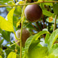 20 PURPLE PASSION FRUIT Passionflower Granadilla Passiflora Edulis Flower Vine Seeds
