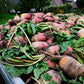 75 Giant Red BEET Mangelwurzel Mangel Mangold Wurzel Mammoth Long Beta Vulgaris Seeds