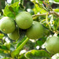 15 KEY LIME Citrus Aurantifolia Fruit Tree Shrub Seeds