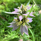 100 SPOTTED BEE BALM Monarda Punctata Flower Herb Horesemint Dotted Mint Seeds