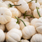 20 MINI MIX PUMPKIN Miniature Cucurbita Pepo White Green Orange Striped Vegetable Seeds