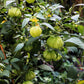 200 GRANDE Rio VERDE TOMATILLO Green Physalis Ixocarpa Vegetable Seeds