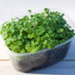 1000 CHIA SAGE / SALVIA Salvia Hispanica Flower Seeds