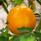 150 GOLDEN JUBILEE TOMATO Yellow Lycopersicon Lycopersicum Fruit Vegetable Seeds