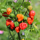 10 Red CAROLINA REAPER PEPPER World's Hottest Capsicum Chinense Hot Chili Vegetable Seeds