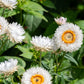 100 WHITE DOUBLE STRAWFLOWER Helichrysum Monstrosum Xerochrysum Bracteatum Flower Seeds