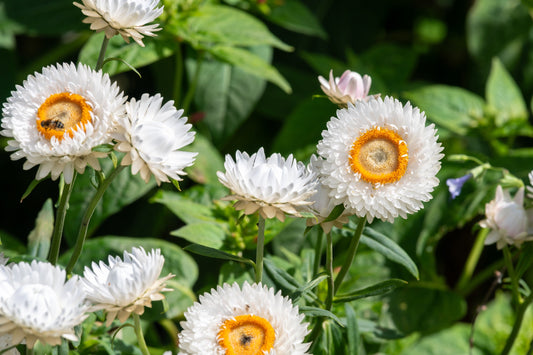 100 WHITE DOUBLE STRAWFLOWER Helichrysum Monstrosum Xerochrysum Bracteatum Flower Seeds