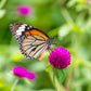 50 GLOBE AMARANTH MIX Gomphrena Globosa Mixed Colors Amaranthus Flower Seeds