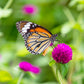 50 GLOBE AMARANTH MIX Gomphrena Globosa Mixed Colors Amaranthus Flower Seeds