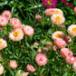 100 APRICOT & PEACH STRAWFLOWER Organic Mix Coral Paper Daisy Helichrysum Xerochrysum Bracteatum Flower Seeds