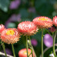 100 APRICOT & PEACH STRAWFLOWER Organic Mix Coral Paper Daisy Helichrysum Xerochrysum Bracteatum Flower Seeds