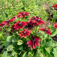 20 CHERRY BRANDY RUDBECKIA Hirta Bicolor Red Black Eyed Susan Flower Seeds