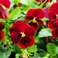 50 RED & BROWN PANSY Swiss Giant Violet Viola Wittrockiana Flower Seeds