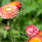 100 APRICOT & PEACH STRAWFLOWER Organic Mix Coral Paper Daisy Helichrysum Xerochrysum Bracteatum Flower Seeds