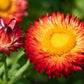 100 Red FIRE BALL STRAWFLOWER Xerochrysum Bracteatum Helichrysum Monstrosum Flower Seeds