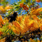 35 SILKY OAK TREE Orange Flower Southern Silver Oak Grevillea Robusta Seeds