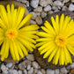 10 LIVING STONE / LITHOPS Mixed Colors Pebble Houseplant Flower Seeds