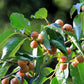 10 ITALIAN PERSIMMON TREE Dateplum Date Plum Fruit Diospyros Lotus Seeds