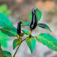 25 BLACK HUNGARIAN PEPPER Capsicum Annuum Mildly Hot Vegetable Seeds