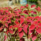 100 Mixed Colors COLEUS RAINBOW MIX Shade Houseplant Solenostemon Flower Seeds