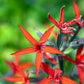 20 ROYAL RED CATCHFLY Hummingbird & Endangered Native Flower Silene Regia Seeds