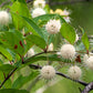 50 BUTTONBUSH / HONEYBALL Cephalanthus Occidentalis White Hummingbird Flower Bush Shrub Seeds