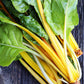 40 YELLOW CANARY SWISS CHARD Beta Vulgaris Perpetual Spinach Vegetable Seeds