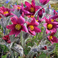 10 RED ANEMONE Pulsatilla Vulgaris PASQUE Flower Seeds