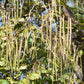 50 Flowering NORTHERN CATALPA Speciosa TREE Seeds (aka Western Catalpa or Catawba / Indian Cigar / Fish-Bait)