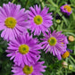 200 Mixed Colors SWAN RIVER DAISY Brachyscome Iberidifolia Flower Seeds